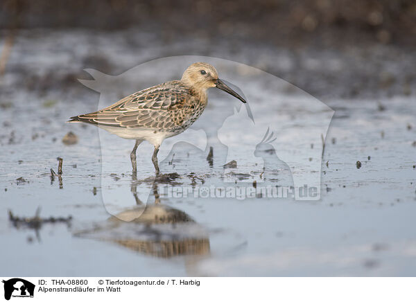 Alpenstrandlufer im Watt / Dunlin on the mudflats / THA-08860