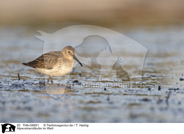 Alpenstrandlufer im Watt / Dunlin on the mudflats / THA-08861