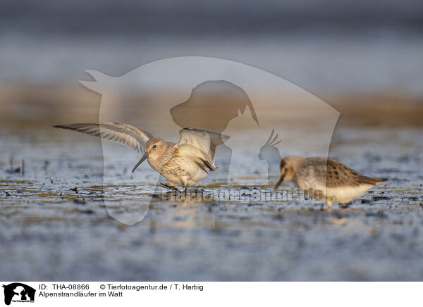 Alpenstrandlufer im Watt / Dunlin on the mudflats / THA-08866