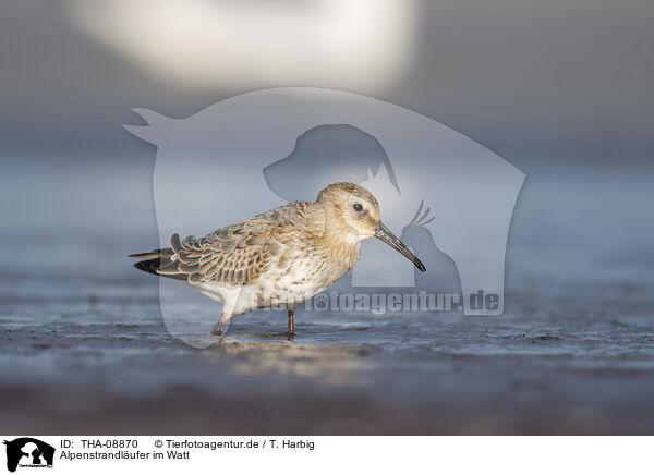 Alpenstrandlufer im Watt / Dunlin on the mudflats / THA-08870