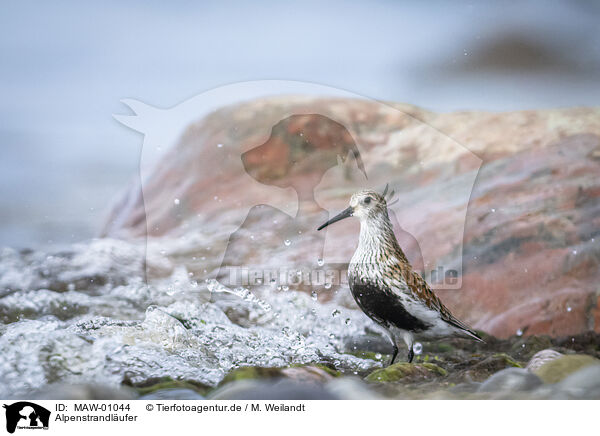 Alpenstrandlufer / dunlin / MAW-01044