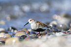 Alpenstrandlufer