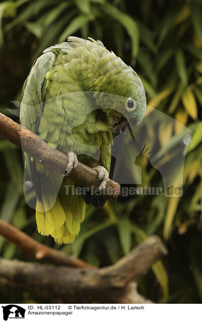 Amazonenpapagei / Amazon Parrot / HL-03112
