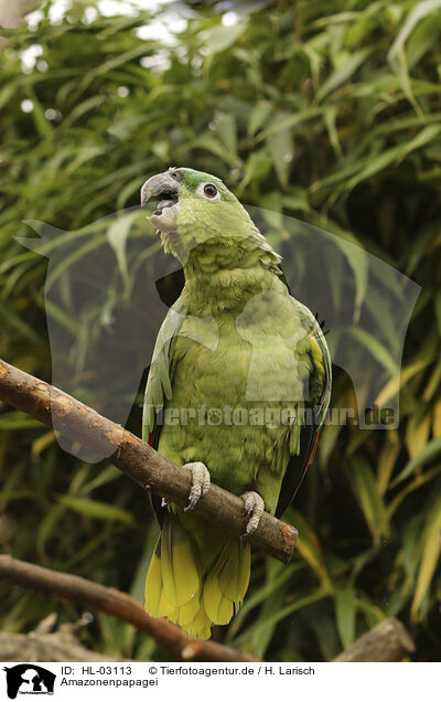 Amazonenpapagei / Amazon Parrot / HL-03113