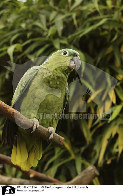 Amazonenpapagei / Amazon Parrot / HL-03114