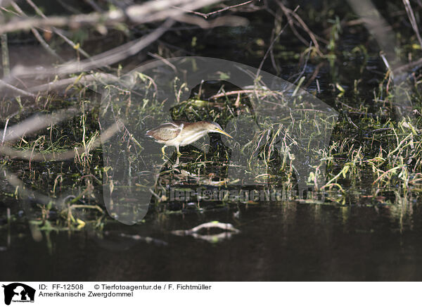Amerikanische Zwergdommel / least bittern / FF-12508
