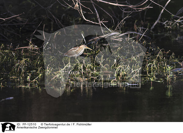 Amerikanische Zwergdommel / least bittern / FF-12510