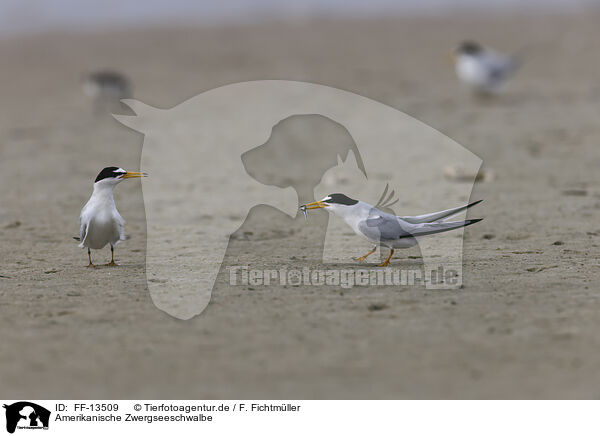 Amerikanische Zwergseeschwalbe / Least Tern / FF-13509