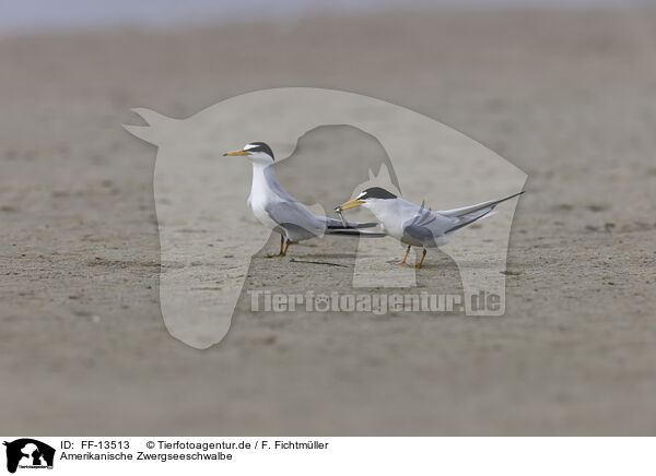 Amerikanische Zwergseeschwalbe / Least Tern / FF-13513