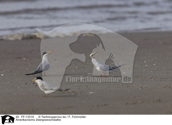 Amerikanische Zwergseeschwalbe / Least Tern / FF-13516