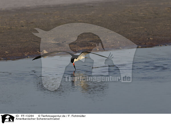 Amerikanischer Scherenschnabel / black skimmer / FF-13284