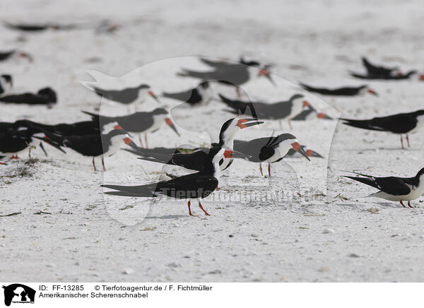 Amerikanischer Scherenschnabel / black skimmer / FF-13285