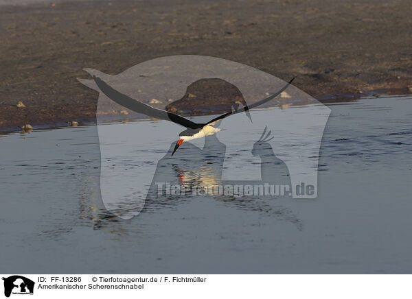 Amerikanischer Scherenschnabel / black skimmer / FF-13286