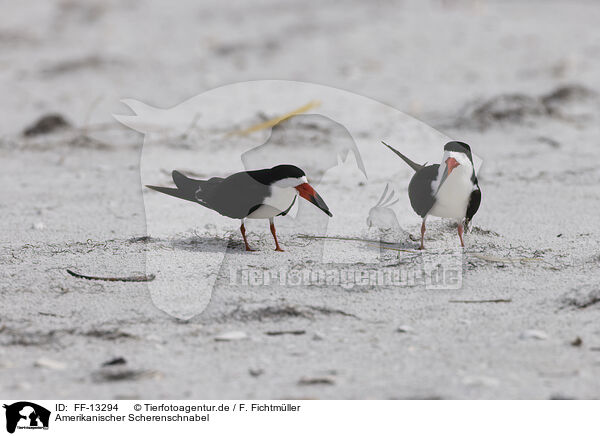 Amerikanischer Scherenschnabel / black skimmer / FF-13294