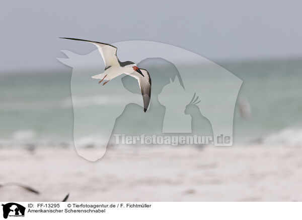 Amerikanischer Scherenschnabel / black skimmer / FF-13295