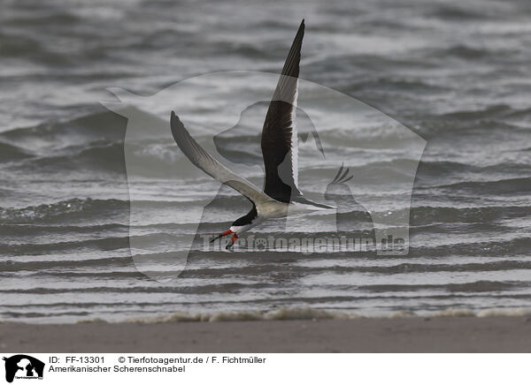 Amerikanischer Scherenschnabel / black skimmer / FF-13301