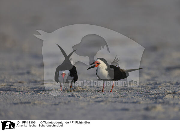 Amerikanischer Scherenschnabel / black skimmer / FF-13306