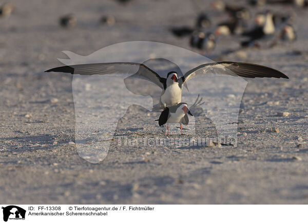 Amerikanischer Scherenschnabel / black skimmer / FF-13308