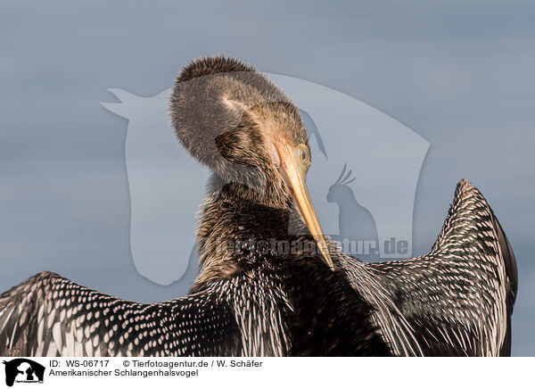 Amerikanischer Schlangenhalsvogel / American darter / WS-06717