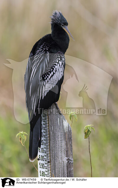 Amerikanischer Schlangenhalsvogel / WS-07459