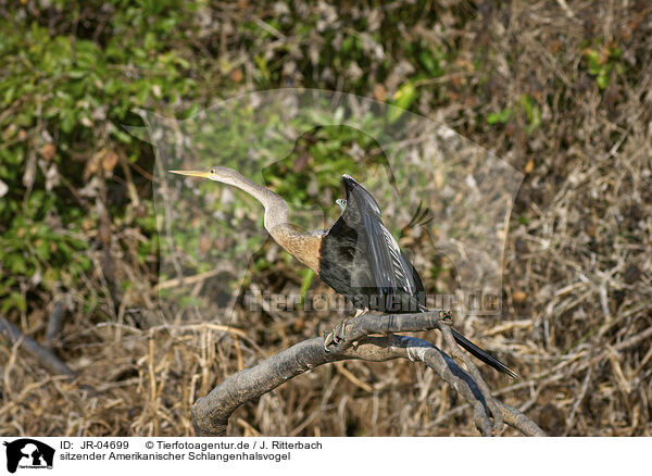 sitzender Amerikanischer Schlangenhalsvogel / sitting American Darter / JR-04699
