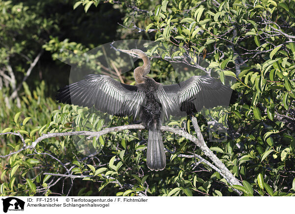 Amerikanischer Schlangenhalsvogel / American darter / FF-12514