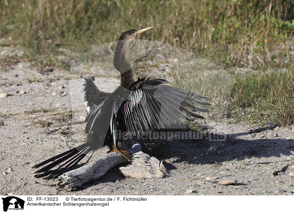 Amerikanischer Schlangenhalsvogel / FF-13023