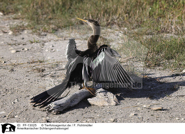 Amerikanischer Schlangenhalsvogel / FF-13025