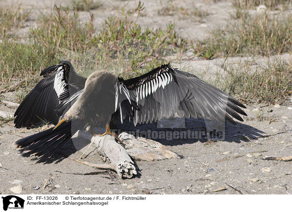 Amerikanischer Schlangenhalsvogel / FF-13026