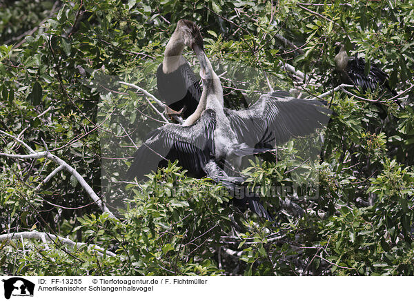 Amerikanischer Schlangenhalsvogel / American Darter / FF-13255