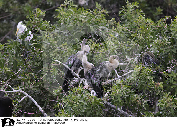 Amerikanischer Schlangenhalsvogel / American Darter / FF-13259