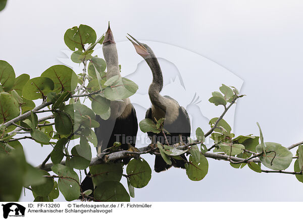Amerikanischer Schlangenhalsvogel / American Darter / FF-13260