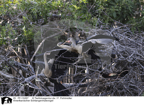 Amerikanischer Schlangenhalsvogel / American Darter / FF-13267