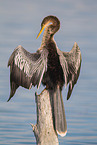 Amerikanischer Schlangenhalsvogel