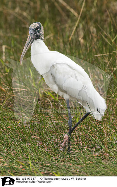 Amerikanischer Waldstorch / American wood ibis / WS-07617