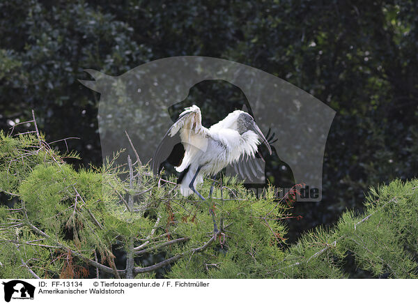 Amerikanischer Waldstorch / American wood ibis / FF-13134
