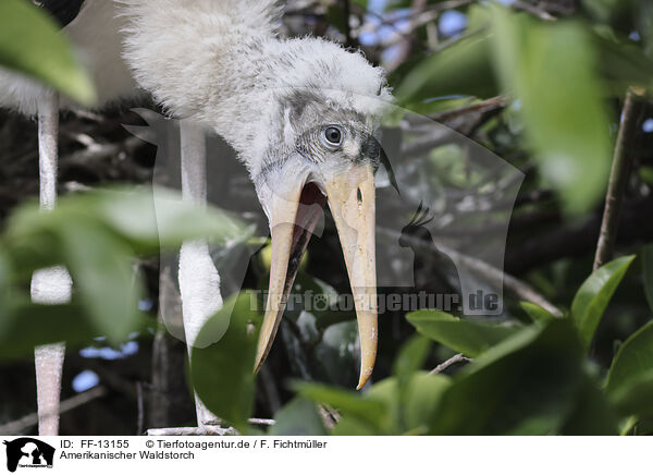 Amerikanischer Waldstorch / American wood ibis / FF-13155