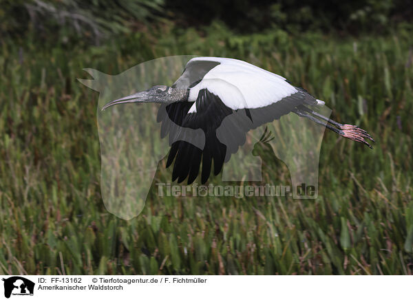 Amerikanischer Waldstorch / American wood ibis / FF-13162