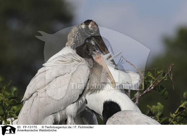 Amerikanische Waldstrche / American wood ibis / FF-13170