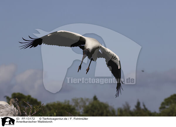 Amerikanischer Waldstorch / American wood ibis / FF-13172