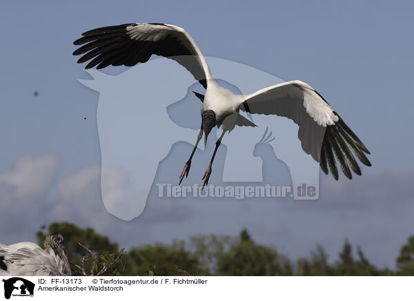 Amerikanischer Waldstorch / American wood ibis / FF-13173