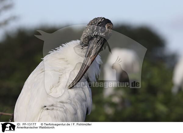 Amerikanischer Waldstorch / American wood ibis / FF-13177