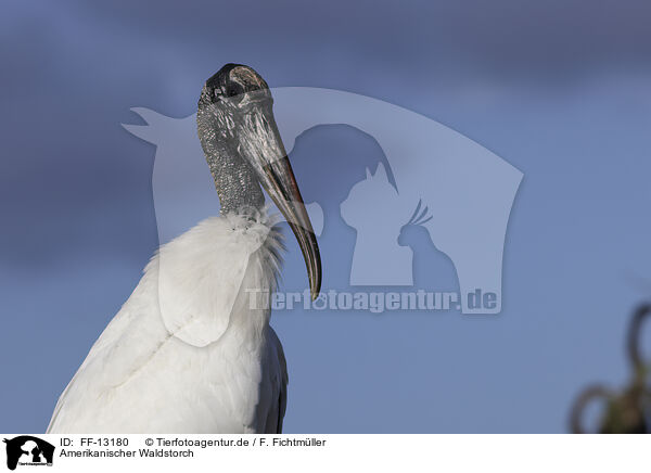 Amerikanischer Waldstorch / American wood ibis / FF-13180