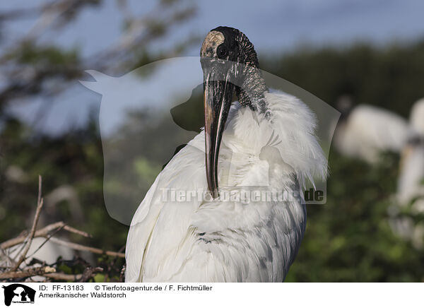 Amerikanischer Waldstorch / American wood ibis / FF-13183