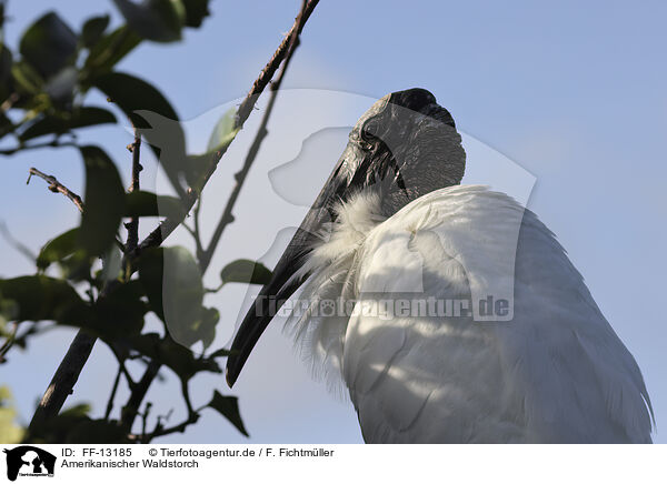 Amerikanischer Waldstorch / American wood ibis / FF-13185