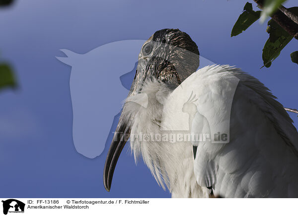 Amerikanischer Waldstorch / American wood ibis / FF-13186