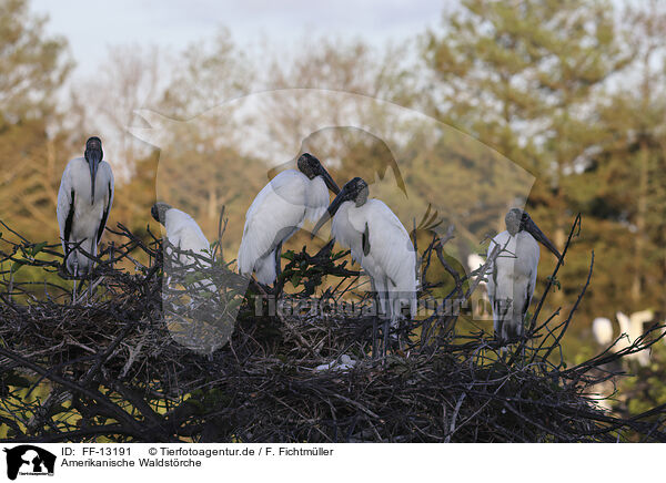 Amerikanische Waldstrche / American wood ibis / FF-13191