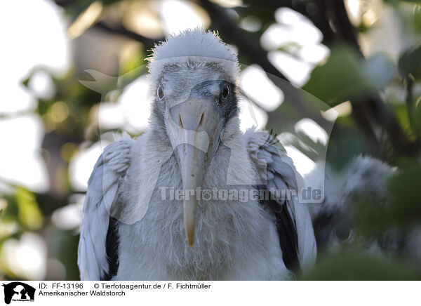 Amerikanischer Waldstorch / American wood ibis / FF-13196