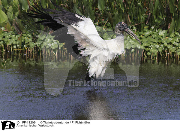 Amerikanischer Waldstorch / American wood ibis / FF-13209