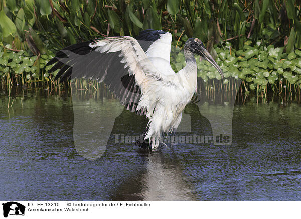 Amerikanischer Waldstorch / American wood ibis / FF-13210